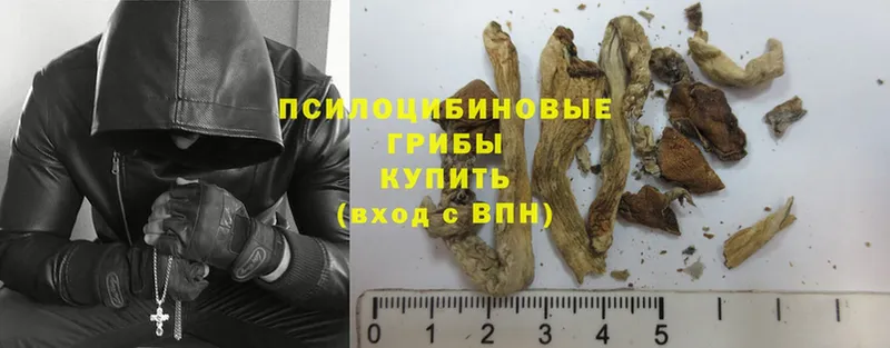 Псилоцибиновые грибы Psilocybe  omg маркетплейс  Валуйки  продажа наркотиков 